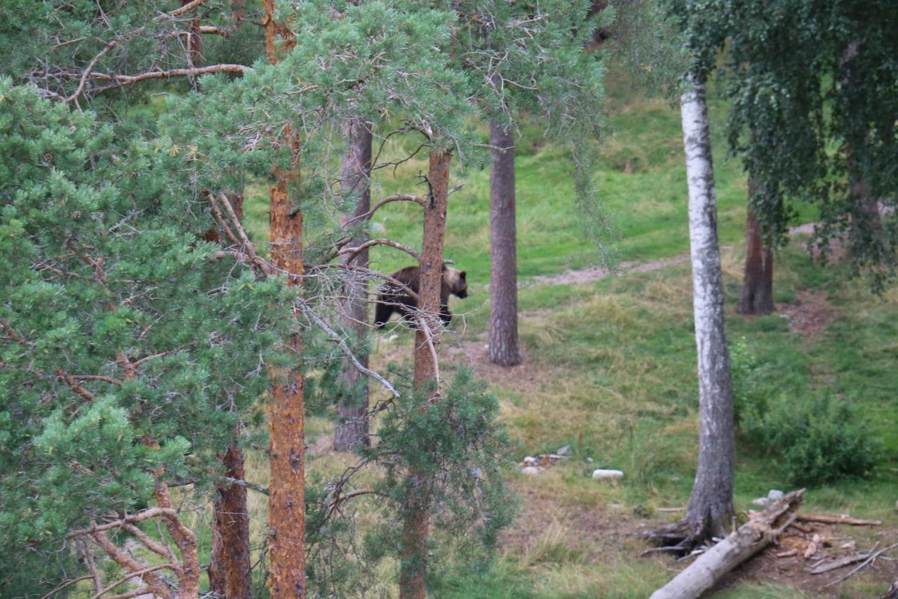 Bograngen Lgh D *
